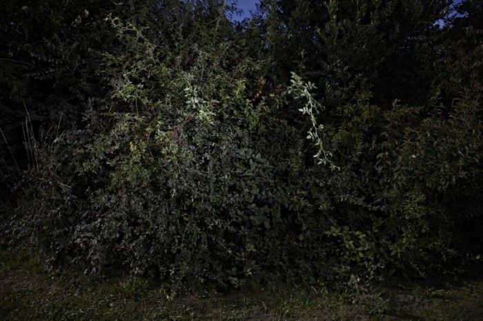 (Image from the ‘Lion Hunting, Essex’ series, 2013. Courtesy of the artist.)
