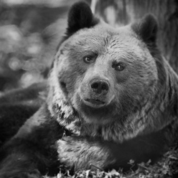 Brown Bear at Ouwehands ©anneberry