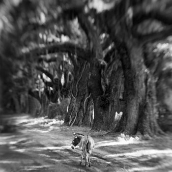 Donkey on Oak Road ©anneberry