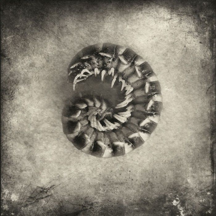 Centipede © 2013 Gary Geboy 