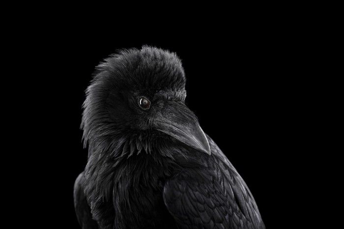 Raven2