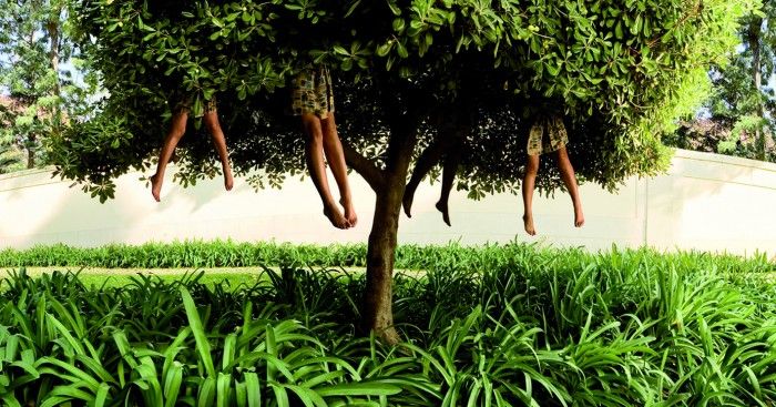 Ellen Kooi_Lissabon-tree_camara oscura