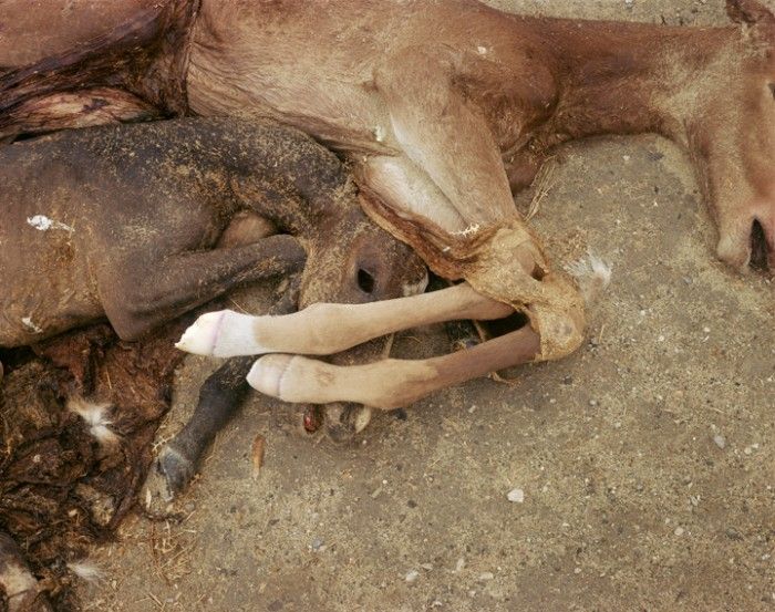 © Richard Misrach, Dead Animals #79, Nevada, 1987