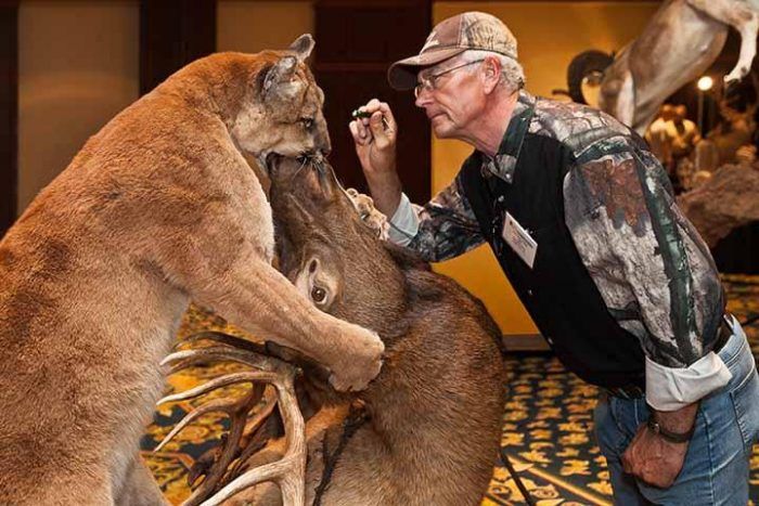 Dust to dust, World Taxidermy Championships, Springfield, Illinois 2013
