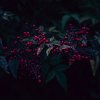 Irina Zakharova -  Berries in the Dark
