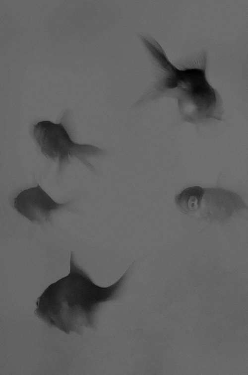 MaraPatricelli04