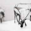 Clare Yow - Toronto, Canada - Nature Museum I