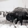 Clare Yow - Toronto, Canada - Nature Museum II