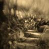 Lenore Ryan - Appleton, Wisconsin - Stone Steps