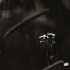 Elizabeth Salib - Toronto, Ontario, Canada - The Distance