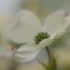 Kmac - Ithaca, New York - cornus
