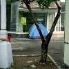 alexandru2