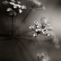 _DSCkimm7
