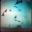 LaurieM_4