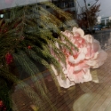 RosalynS2