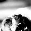 AminSh4