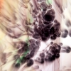 Elizabeth James - Richmond-upon- Thames - Colour in Motion 7708