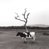 Eddie Wexler - Mahwah, NJ - Cow, Zamora, Mexico