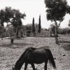 Eddie Wexler - Mahwah, NJ - Horse, Ajijic, Mexico