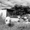 Robert Cocozza - Philadelphia, PA -  untitled