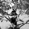 Juozas Cernius - London, Ontario, Canada - Kids jump into the Caribbean from a beach-side tree in Panama, 2012.