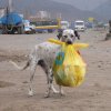 LimaFotoLibre - Lima, Perú - Sin Título