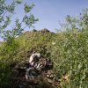 Victor Napreyenko - Latvia, Vangazhi - favorable environment / Flora where earlier was	a dump / Footprints of human activities.