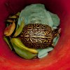Victor Salvo - Naples, FL - Box Turtle with Cracked Shell enroute to the Conservancy of Southwest Florida Wildlife Clinic
