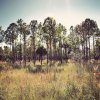 Jennifer Jackson - Fort Lauderdale, Florida - The Everglades