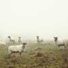 John Gordon - Derbyshire, England - Mist Series Two