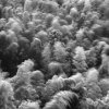 Jon Wyatt - Suffolk, UK - Untitled I, from the series Bamboo (Six Seconds)