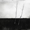 Lisa Elmaleh  - Brooklyn, NY -Two Trees in Sawgrass