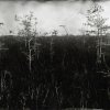 Lisa Elmaleh  - Brooklyn, NY - Dwarf Cypress Forest