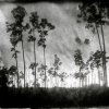 Lisa Elmaleh  - Brooklyn, NY - Slash Pines