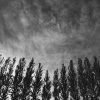 Maryanne Gobble - Redding, CA - untitled
