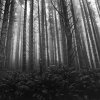 Maryanne Gobble - Redding, CA - untitled