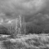 Susan B. Griffith - Cleveland Heights, Ohio - Grasslands