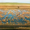 Tom Bland - Northumberland, UK - Blue Marsh