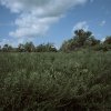 Bryan Steiff - Chicago Illinois -Moraine View State Park, Twin Groves Wind Farm, McLean County, Illinois (TG0115), 2011