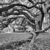 Majestic Oak #3, Savannah, Georgia.