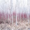 Red Bushes. Sukoro, Hungary 2012.