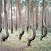 Dancing Trees. Gryfino, Poland 2012.