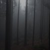 dark woods in december