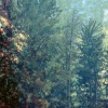 BrandonS2