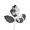 Toxicodendron_diversilobum_1