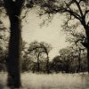 Cetywa Powell  - Trees, Through the window series 