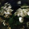 Nicola Jayne Maskrey  - white hydrangea on a dark and windy night