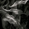 Alan Henriksen - Seaweed 61