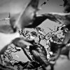 Carmesine Blauvent - 