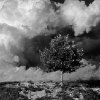 Jim Cohoe - A God Picture #3 